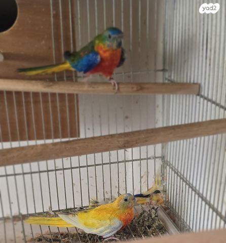 תוכי פרקיטים אוסטרלים