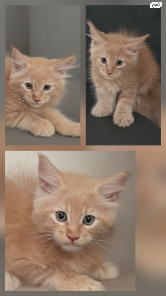 חתול מיין קון