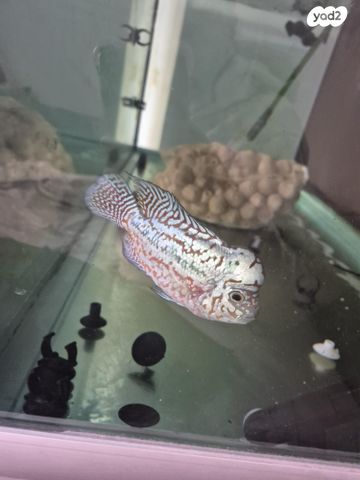 דג ציקלידים