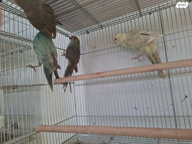 תוכי קאקריקים