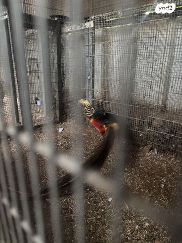 תוכי פסיונים