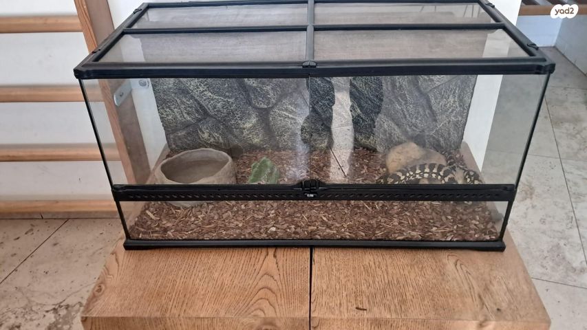 זוחל ג'אנגל