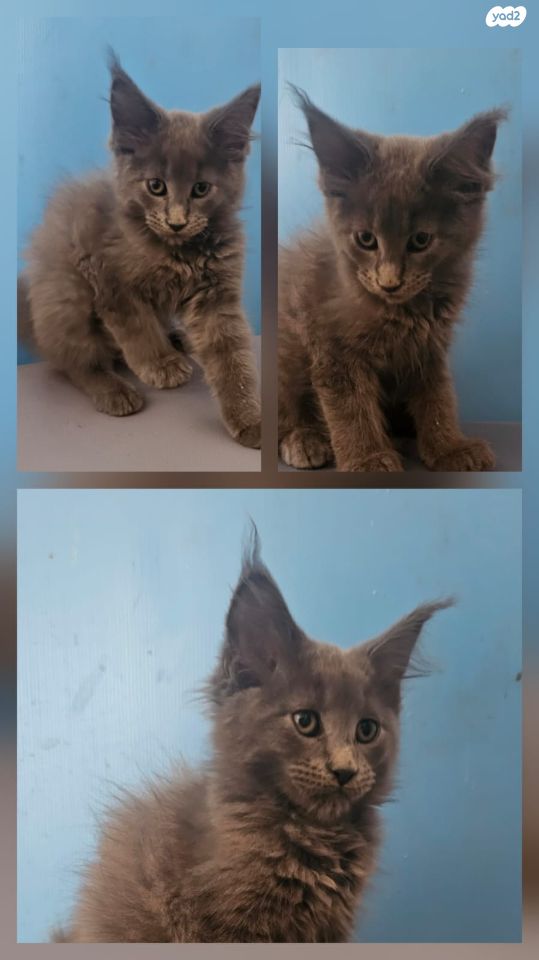 חתול מיין קון