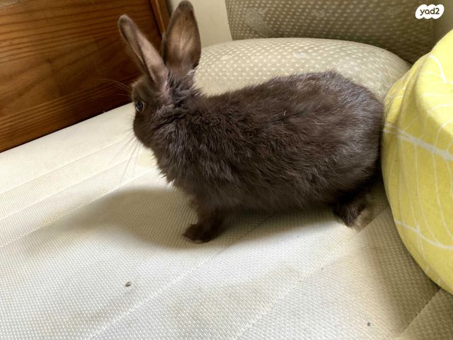 מכרסם ארנב ננסי