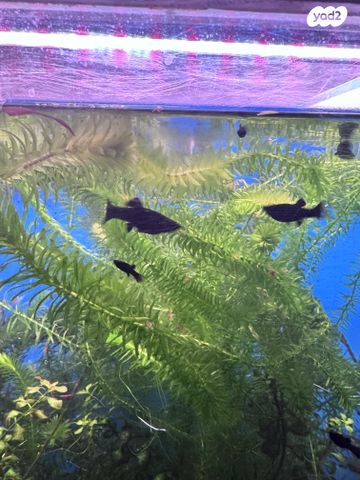 אביזרים | אקווריום