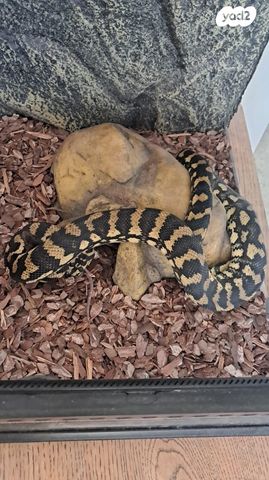 זוחל ג'אנגל