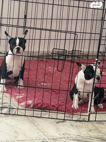 כלב בוסטון טרייר