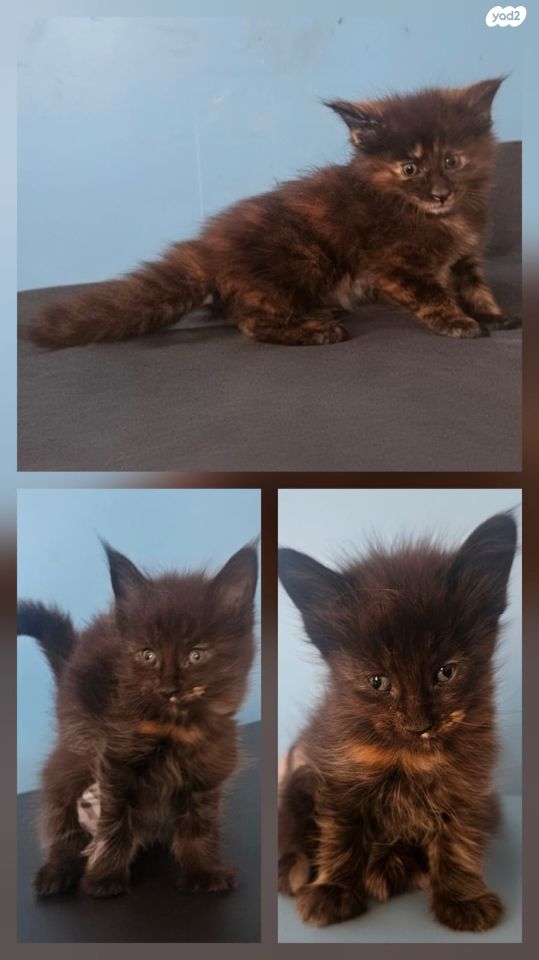 חתול מיין קון