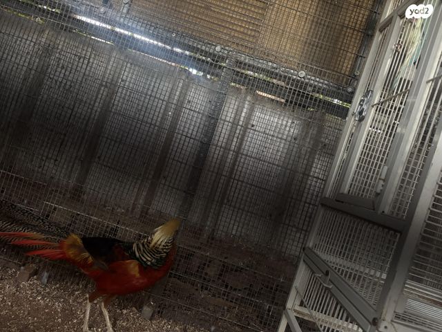 תוכי פסיונים