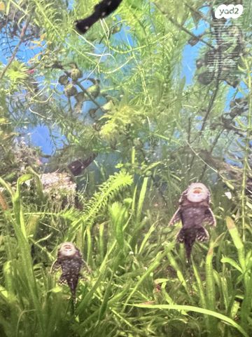 אביזרים | אקווריום