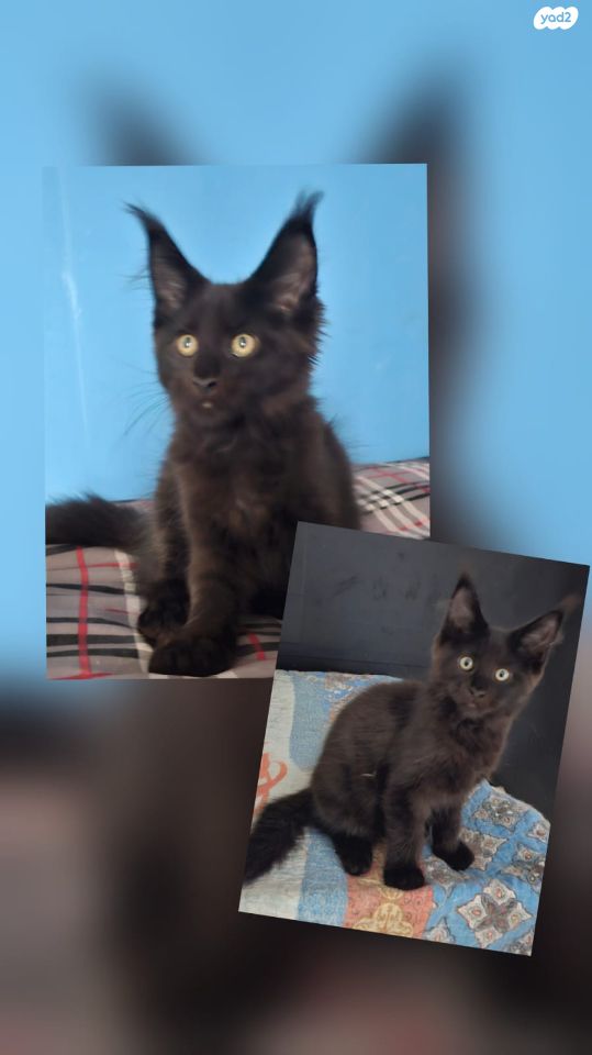 חתול מיין קון