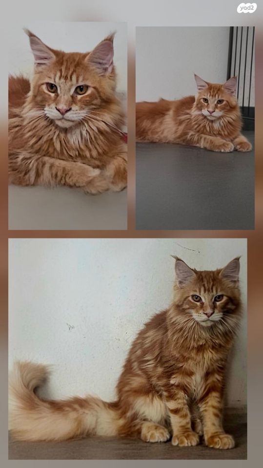 חתול מיין קון