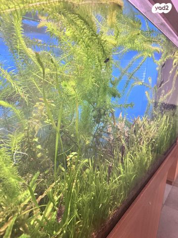 אביזרים | אקווריום