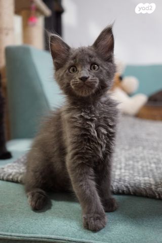 חתול מיין קון