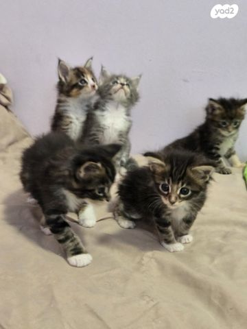 חתול מיין קון