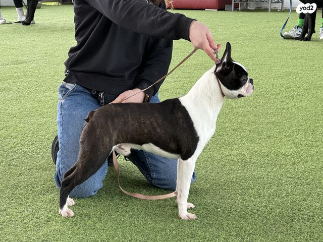 תמונת מודעה - חיות מחמד