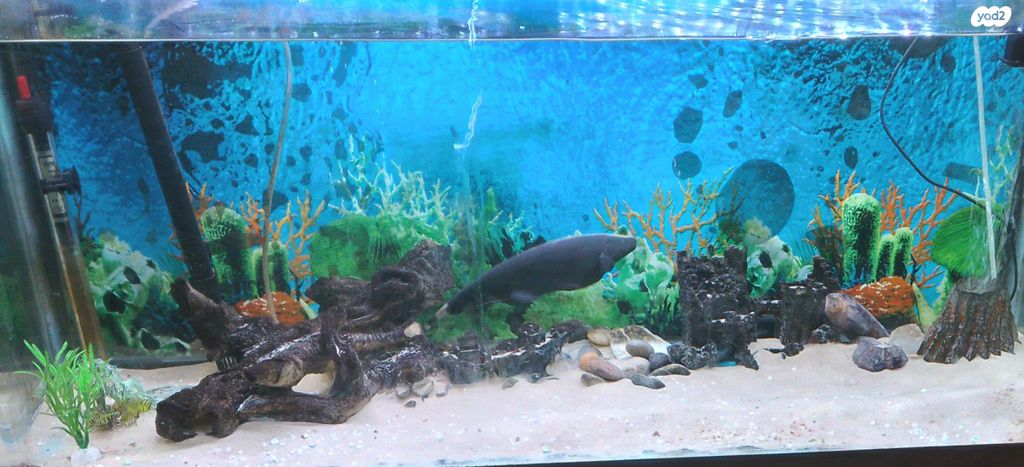 תמונת מודעה - חיות מחמד