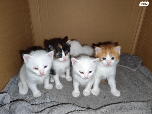 תמונת מודעה - חיות מחמד