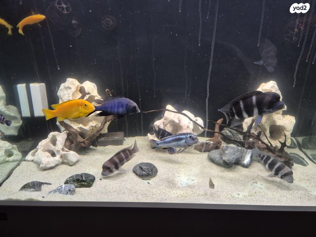 תמונת מודעה - חיות מחמד