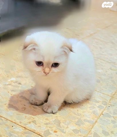 תמונת מודעה - חיות מחמד