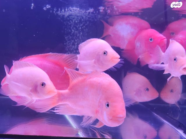 תמונת מודעה - חיות מחמד