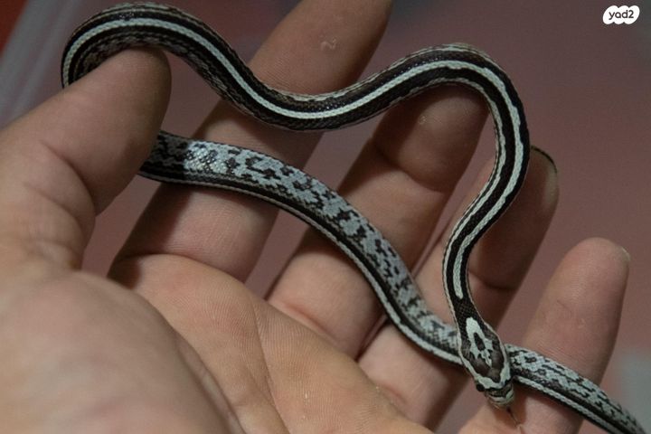 תמונת מודעה - חיות מחמד