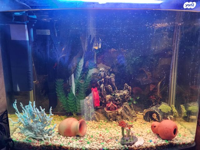 תמונת מודעה - חיות מחמד