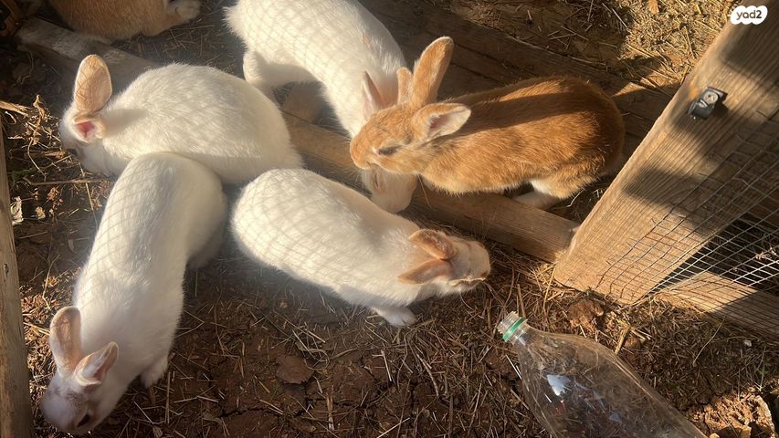 תמונת מודעה - חיות מחמד
