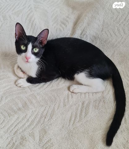 תמונת מודעה - חיות מחמד