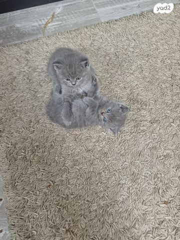 תמונת מודעה - חיות מחמד