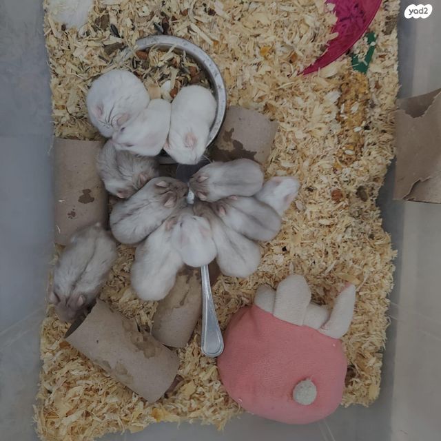 תמונת מודעה - חיות מחמד