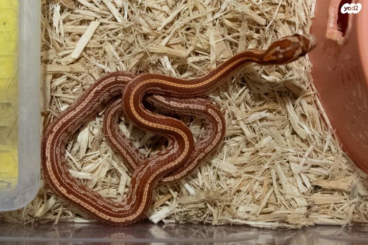 תמונת מודעה - חיות מחמד