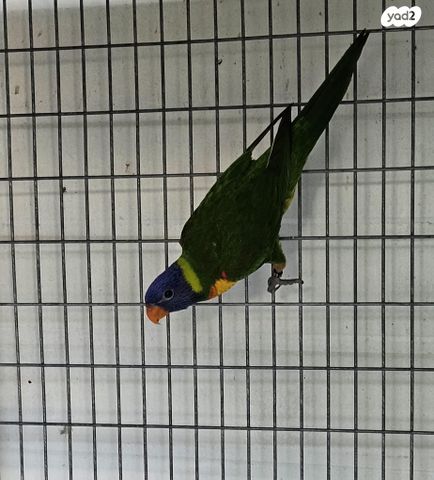 תמונת מודעה - חיות מחמד