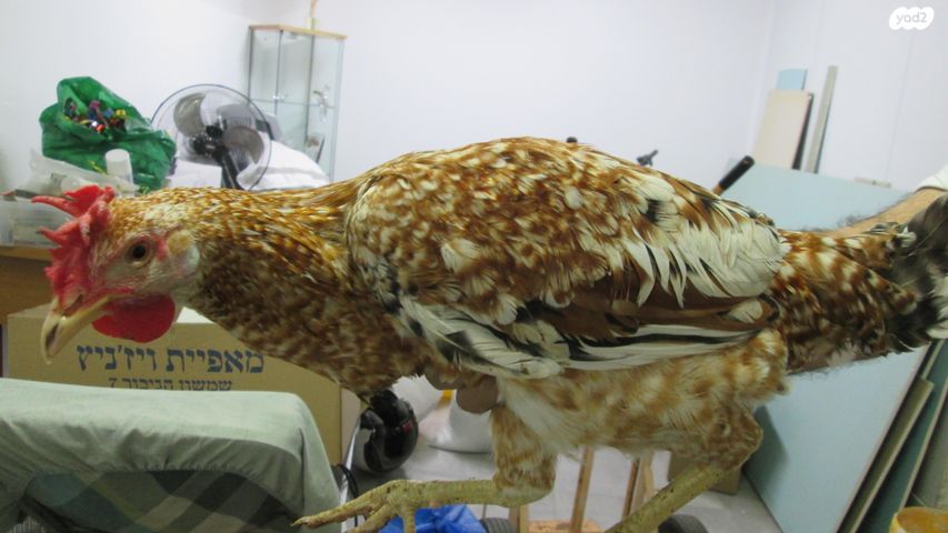 תמונת מודעה - חיות מחמד