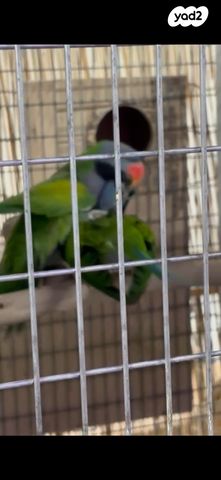 תמונת מודעה - חיות מחמד