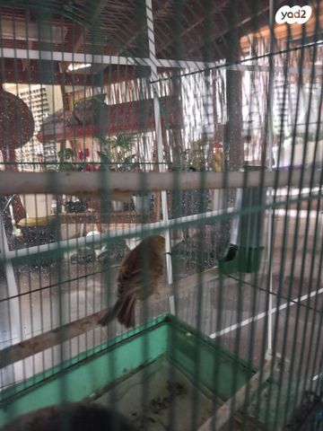 תמונת מודעה - חיות מחמד