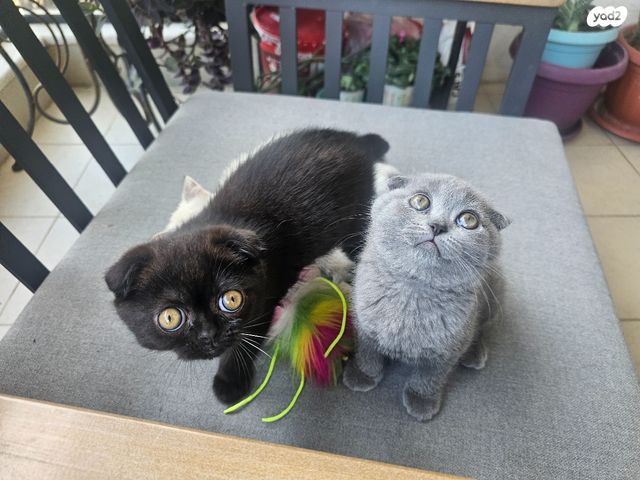 תמונת מודעה - חיות מחמד