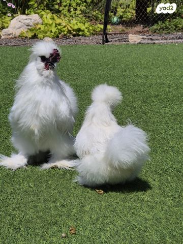 תמונת מודעה - חיות מחמד