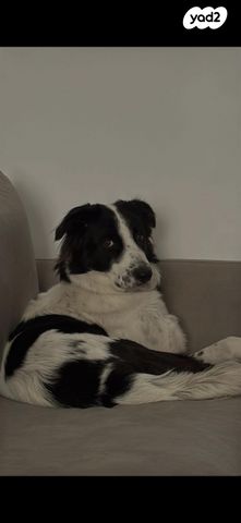 תמונת מודעה - חיות מחמד