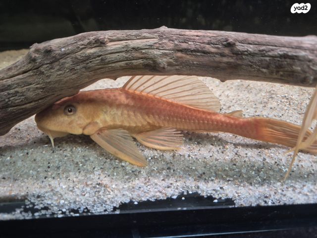 תמונת מודעה - חיות מחמד