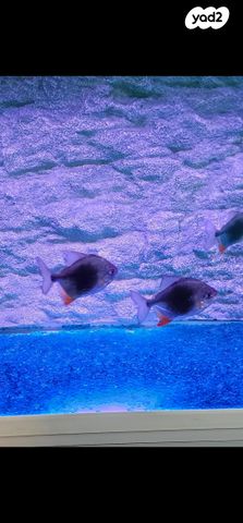 תמונת מודעה - חיות מחמד