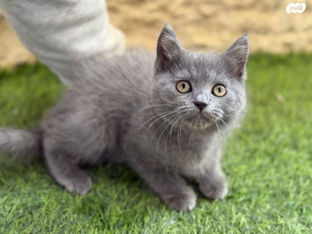 תמונת מודעה - חיות מחמד