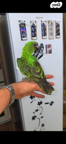 תמונת מודעה - חיות מחמד