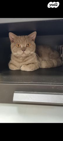 תמונת מודעה - חיות מחמד