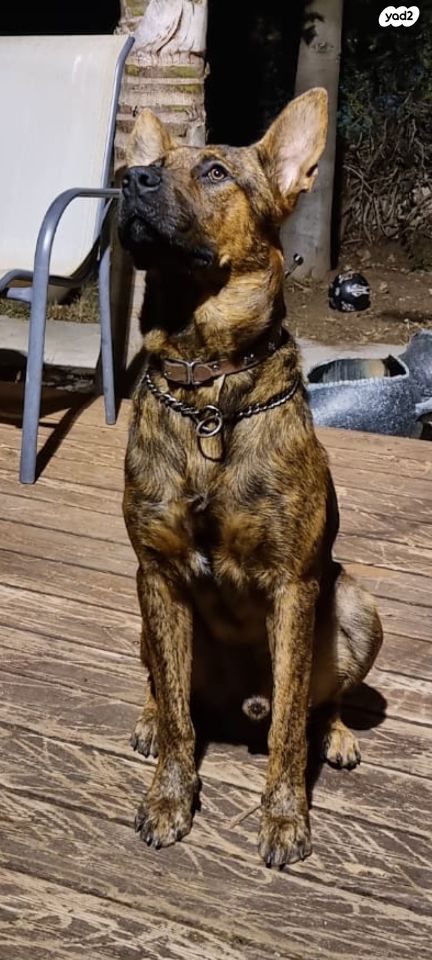 תמונת מודעה - חיות מחמד