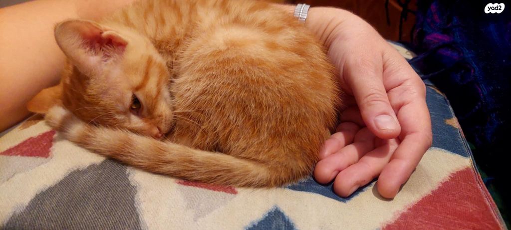 תמונת מודעה - חיות מחמד