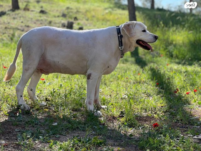 תמונת מודעה - חיות מחמד