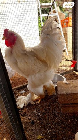 תמונת מודעה - חיות מחמד