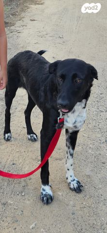 תמונת מודעה - חיות מחמד