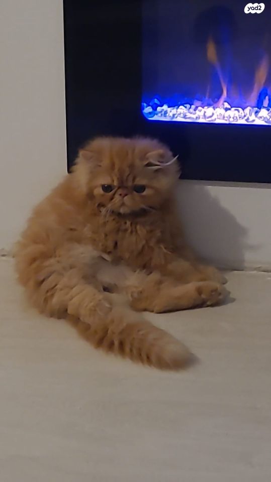 תמונת מודעה - חיות מחמד